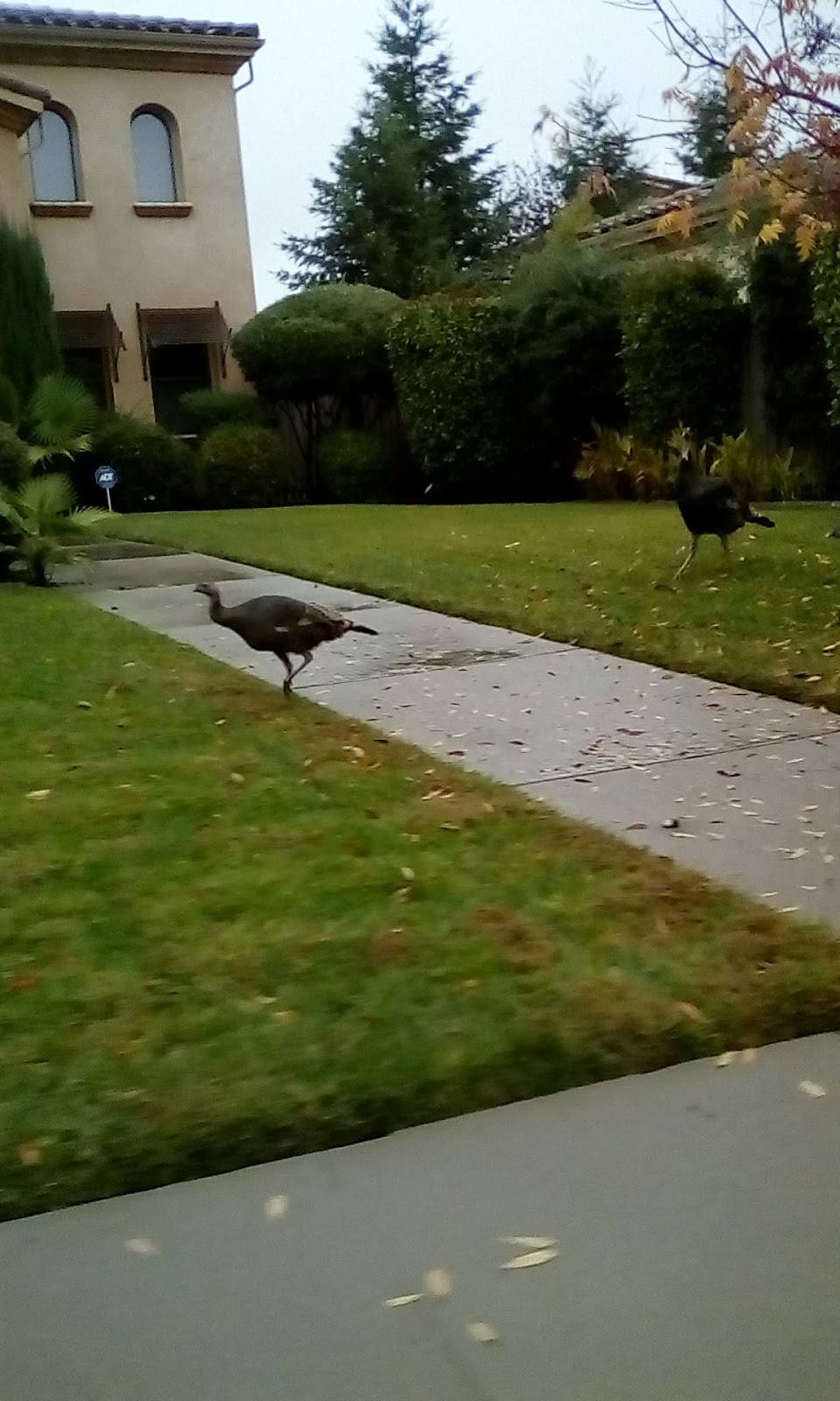 Steven Hassing Law Offices | 425 Calabria Ct, Roseville, CA 95747, USA | Phone: (916) 543-3602