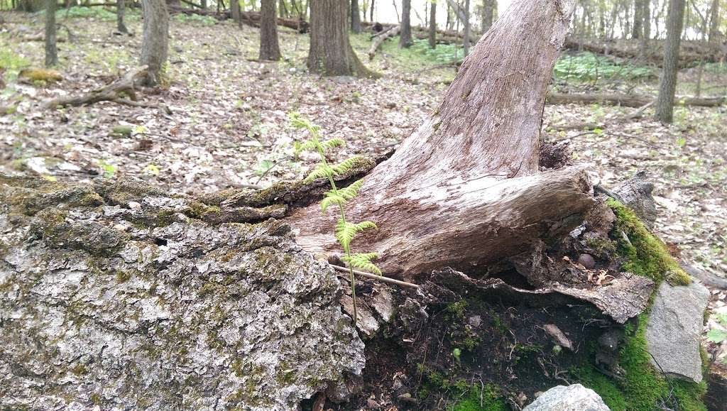 Appalachian Trail | Appalachian Trail, Myersville, MD 21773, USA