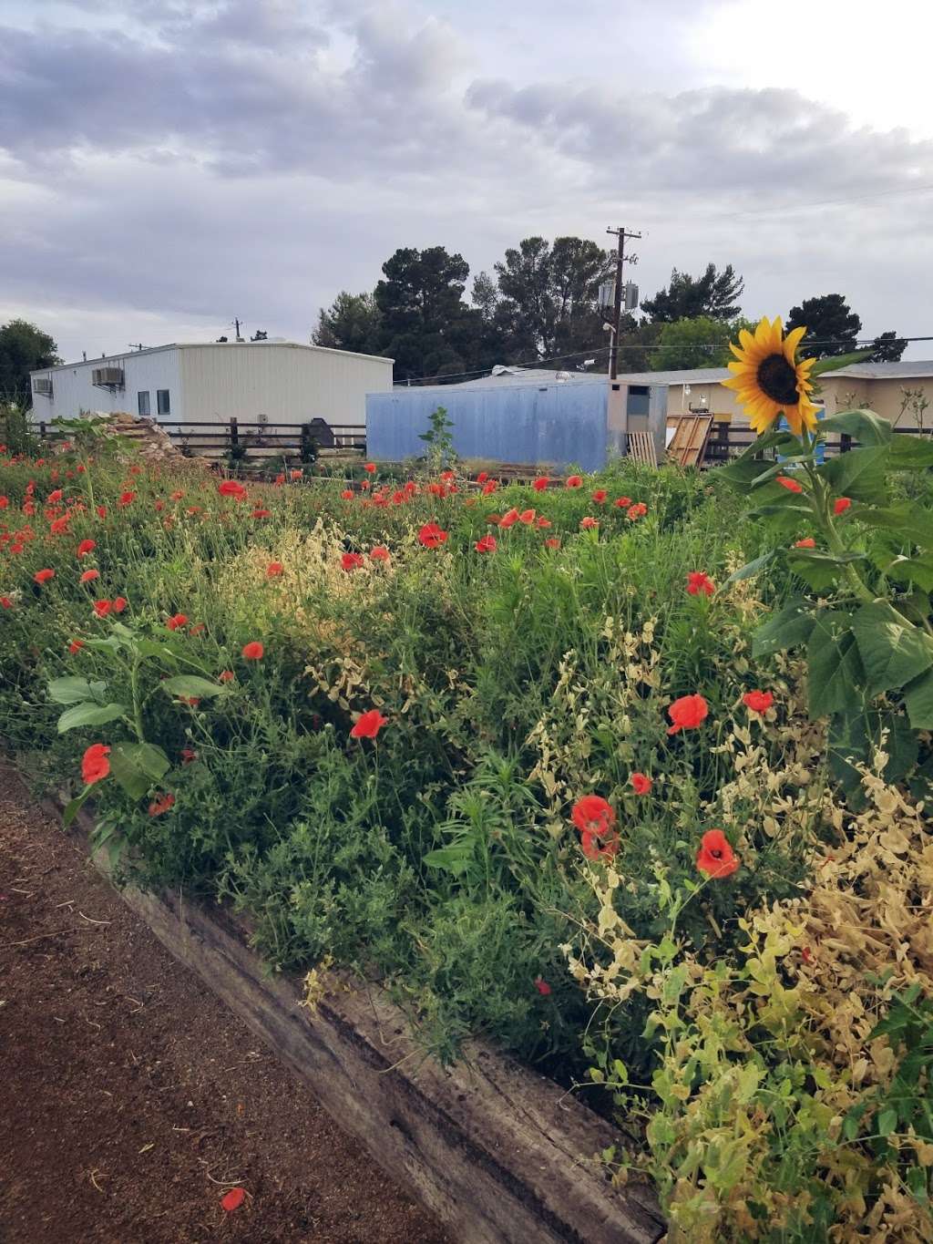 San Miguel Community Garden | 3939 Bradley Rd, Las Vegas, NV 89130, USA