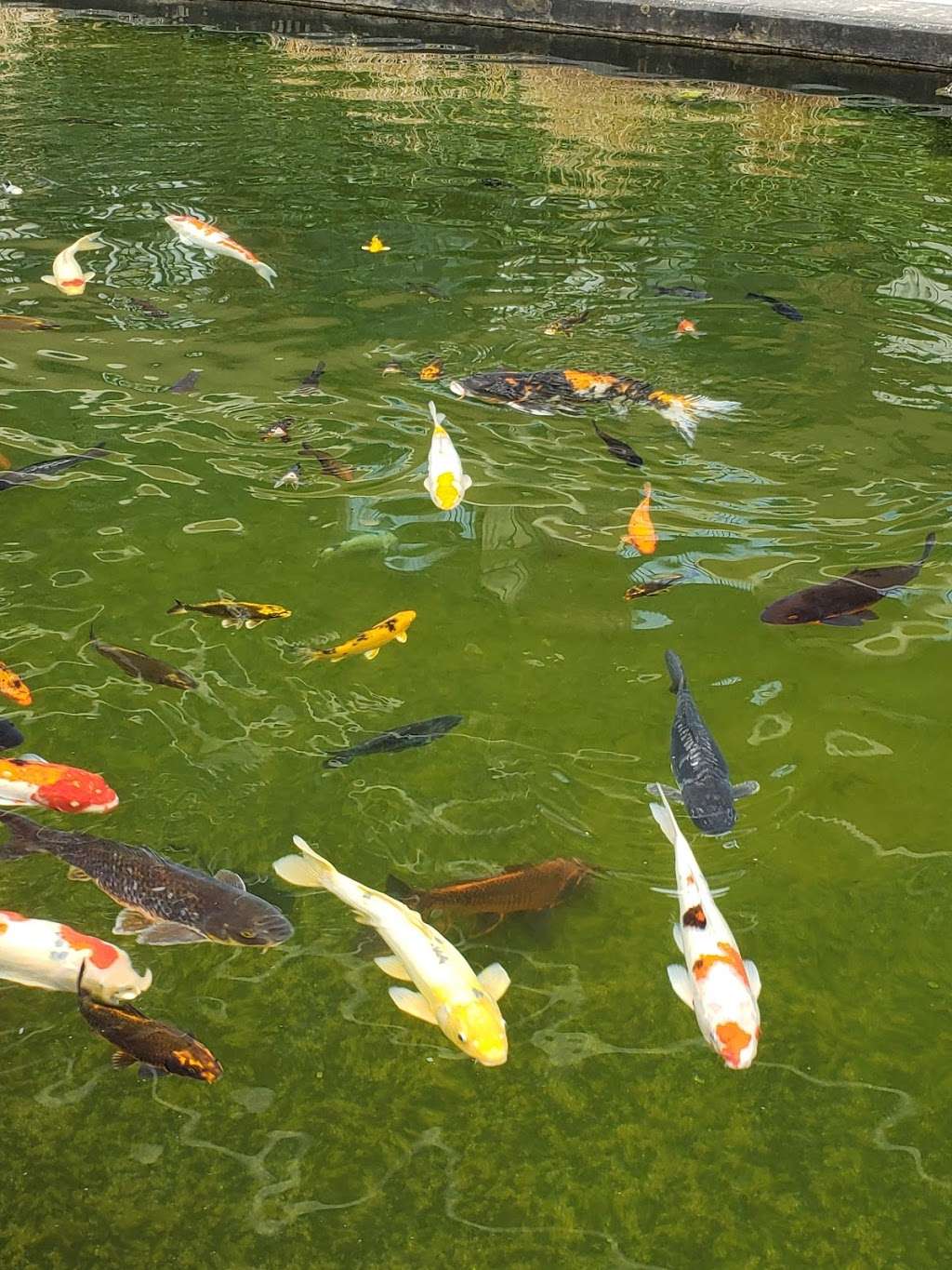 The Koi Pond on The Woodlands Waterway | The Woodlands, TX 77380, USA