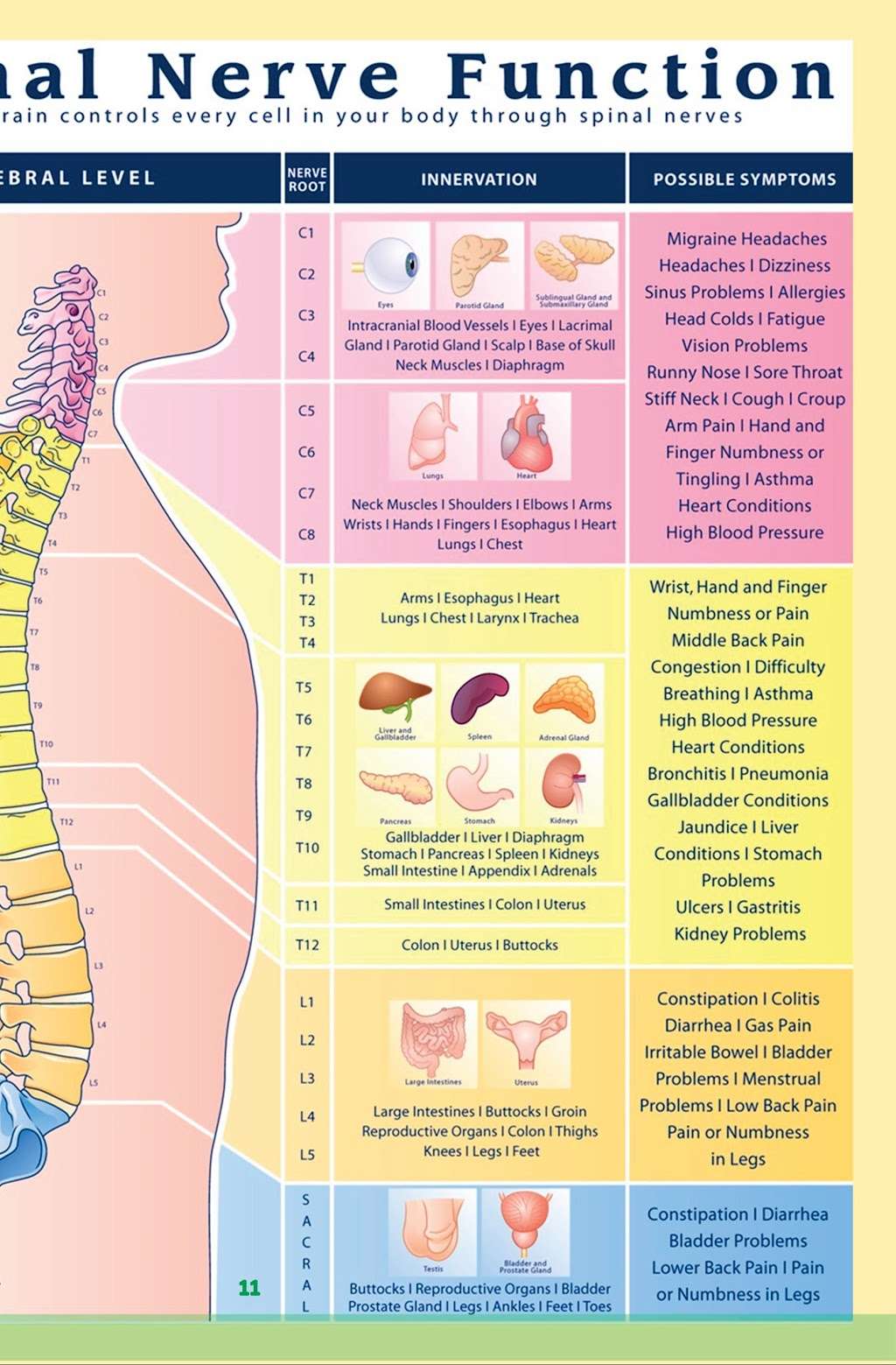 Physicians Chiropractic PC | 212 Terrace Ave, Hasbrouck Heights, NJ 07604, USA | Phone: (201) 500-2000