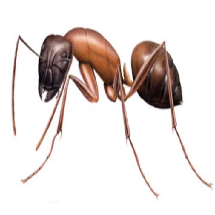 Any Season Termite & Pest Control LLC | 11114 Sageyork Dr, Houston, TX 77089, USA | Phone: (281) 484-6740