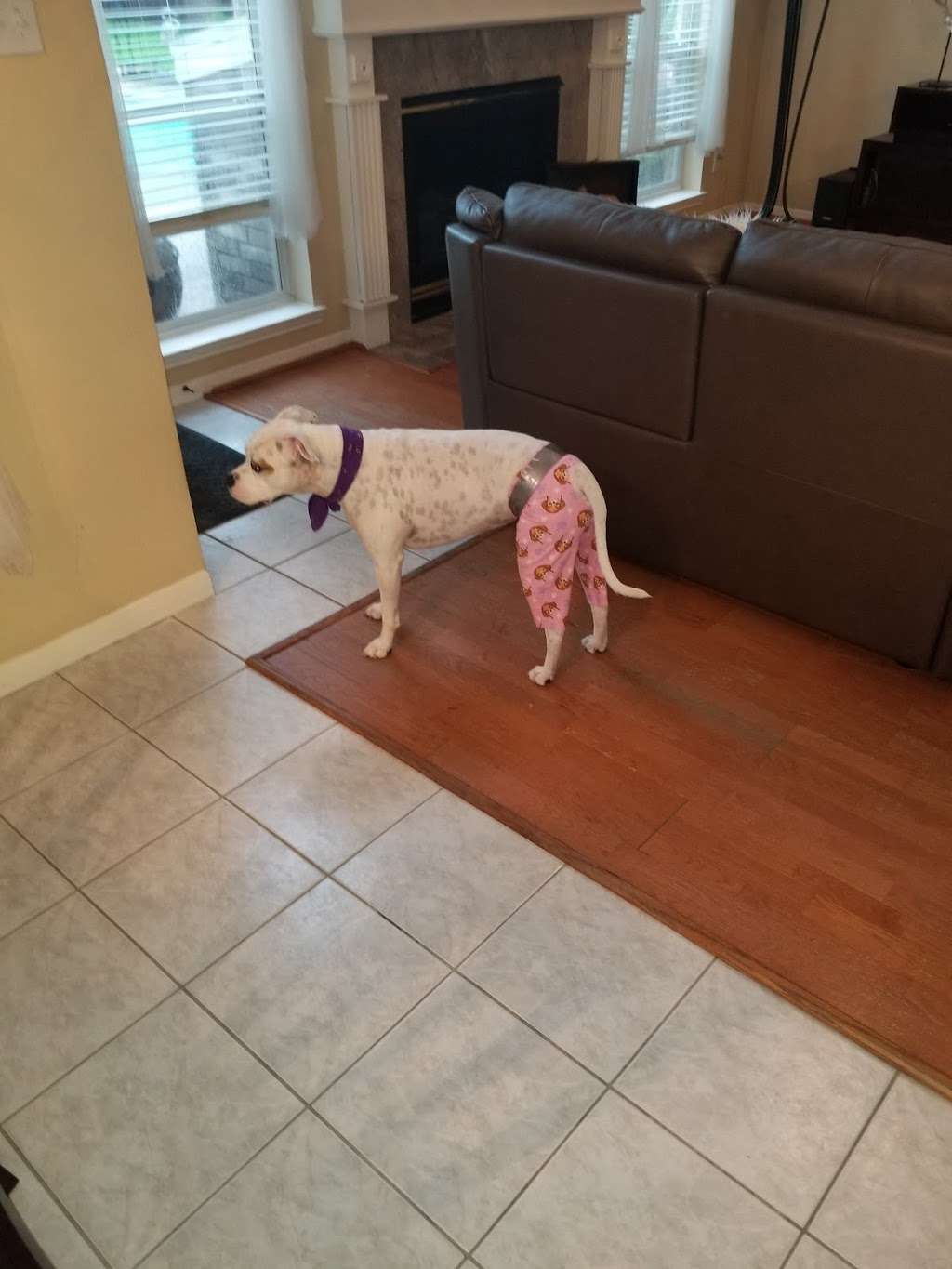 Gosling Road Veterinary Clinic | 4417, 22707 Gosling Rd, Spring, TX 77389, USA | Phone: (281) 350-8488