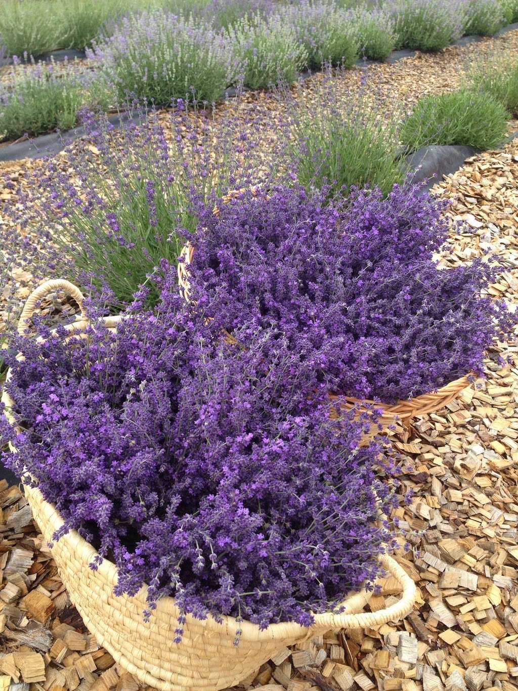 Heritage Lavender, LLC Seasonal hours, open by appointment | 4809 Foothills Dr, Berthoud, CO 80513, USA | Phone: (303) 514-6504