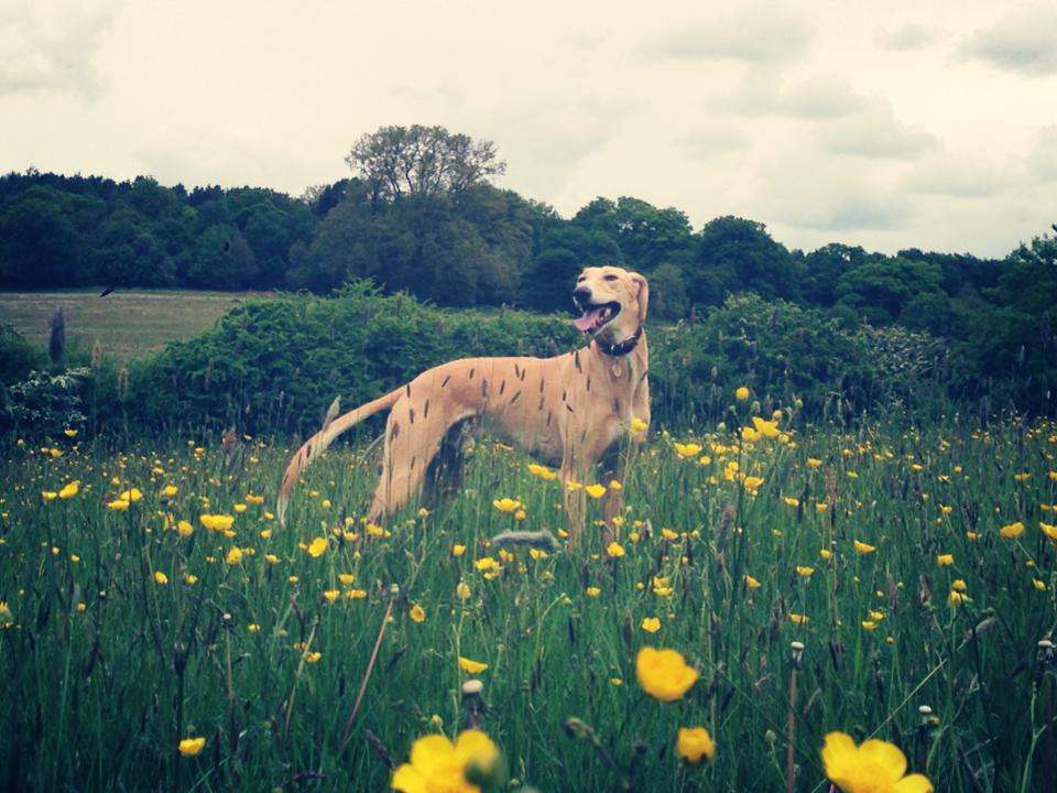 Premier Dog Walkers | 20 Carniege House, New End, London, Hampstead NW3 1JE, UK | Phone: 020 8442 0520