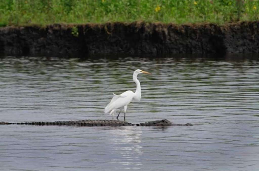 Backwoods Airboat Adventures | 28500 E Colonial Dr, Christmas, FL 32709, USA | Phone: (407) 247-9888