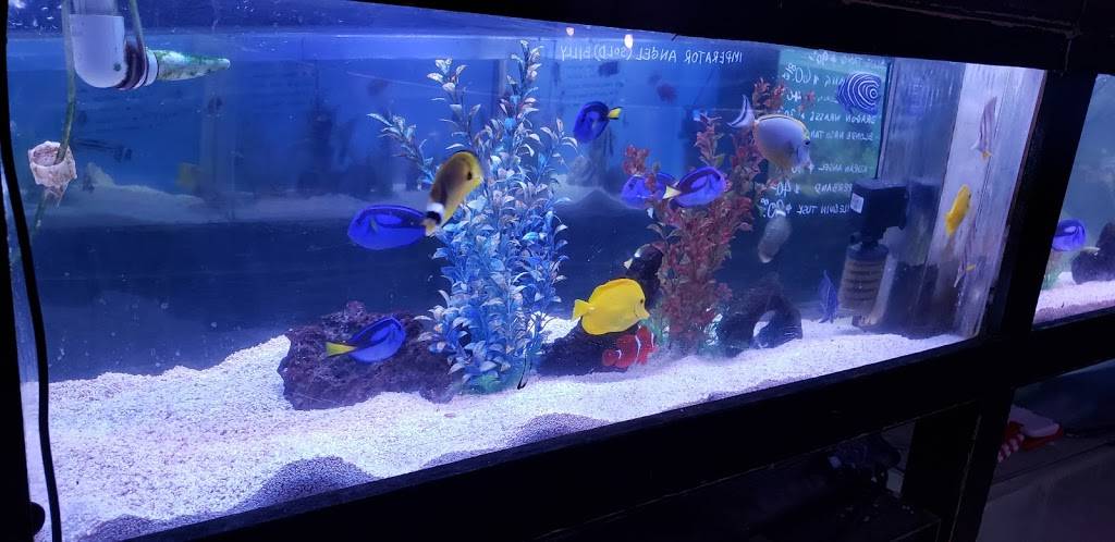 405 Tropical Fish | 15222 Goldenwest St, Westminster, CA 92683, USA | Phone: (714) 373-0777