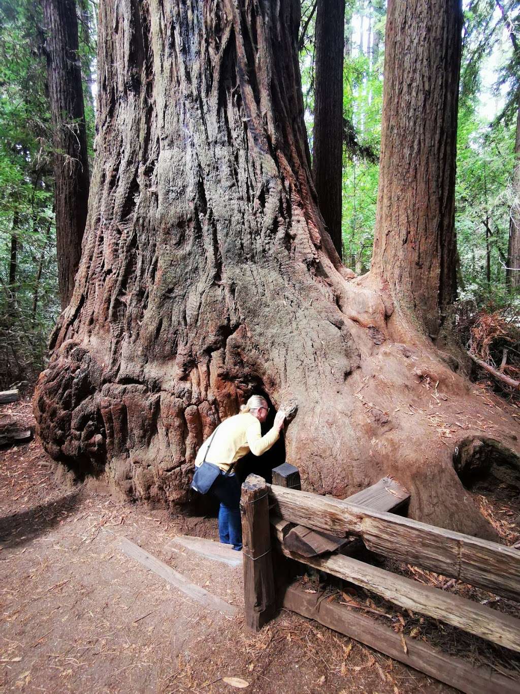 Henry Cowell Redwoods State Park | 101 N Big Trees Park Rd, Felton, CA 95018, USA | Phone: (831) 335-4598