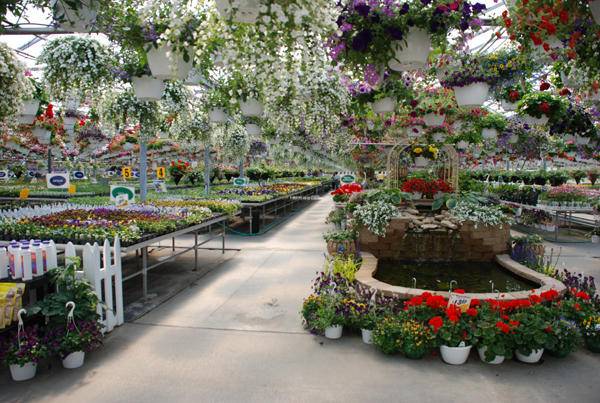 Vite Greenhouses | 2610 Redbud Trail, Niles, MI 49120, USA | Phone: (269) 695-2959