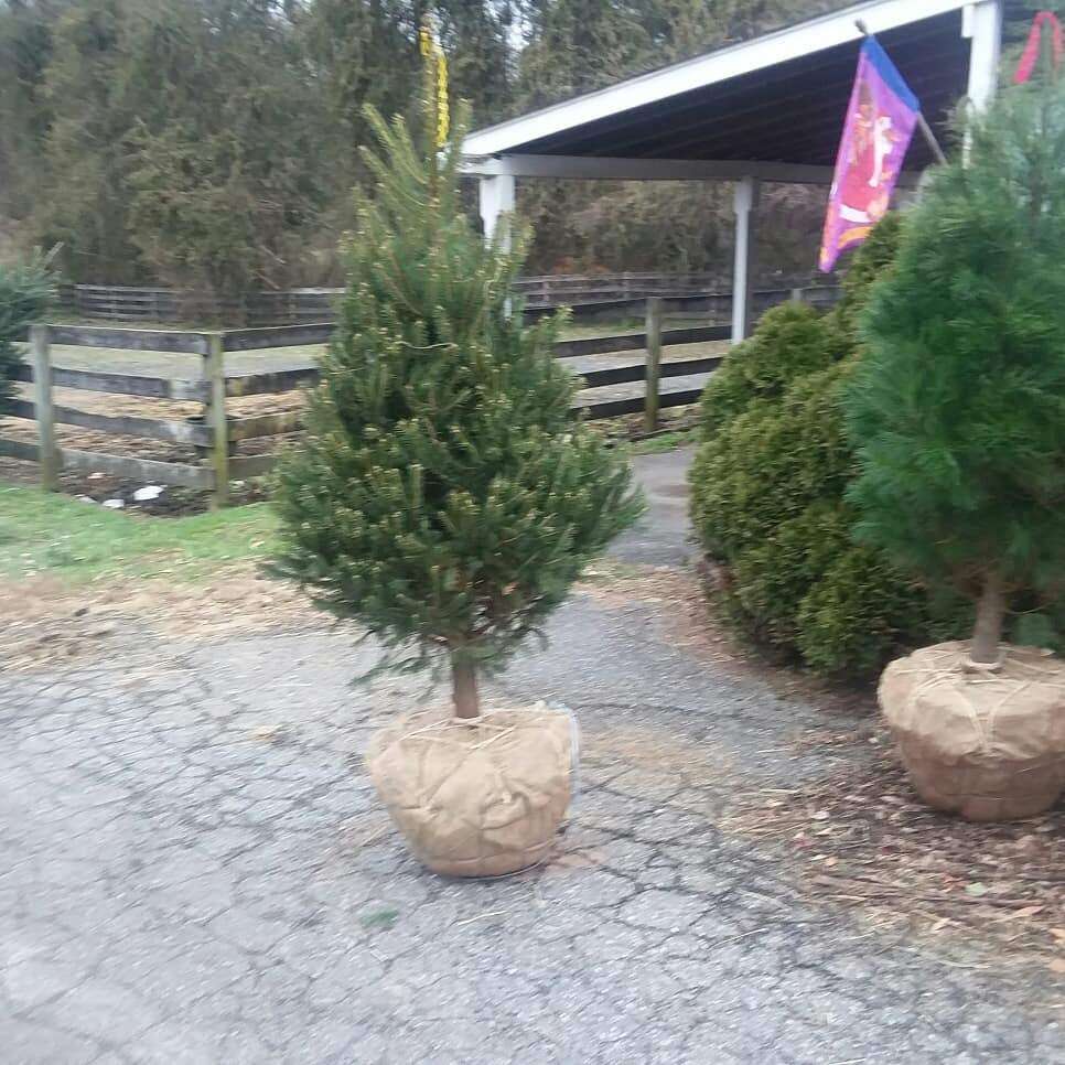 Starlyte Christmas Tree Farm | 223 Old Philadelphia Pike, Douglassville, PA 19518, USA | Phone: (610) 326-8217