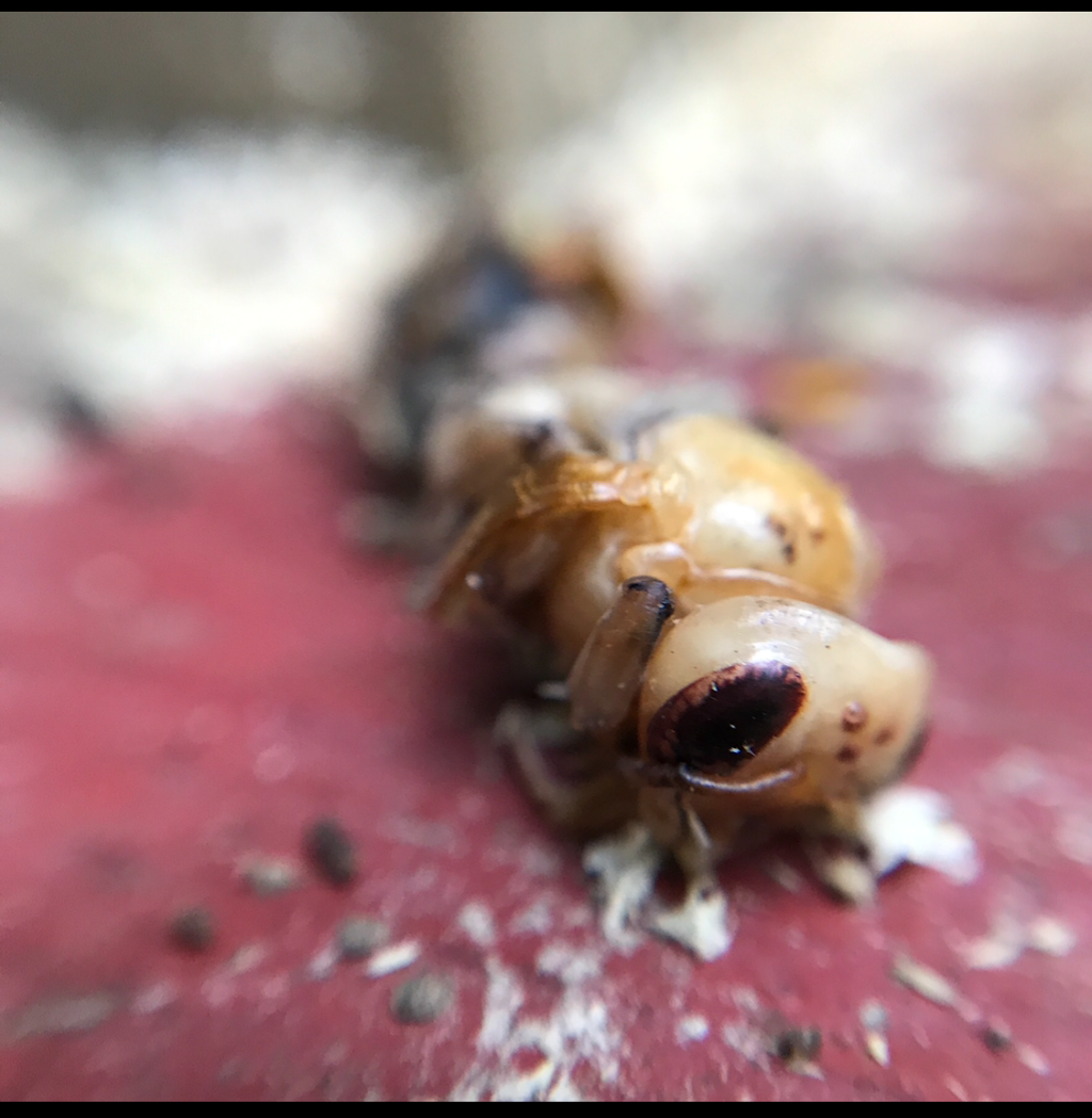Affordable Termite and Pest Control | 5060 Limberlost Ln, Bloomington, IN 47408, USA | Phone: (812) 339-3960