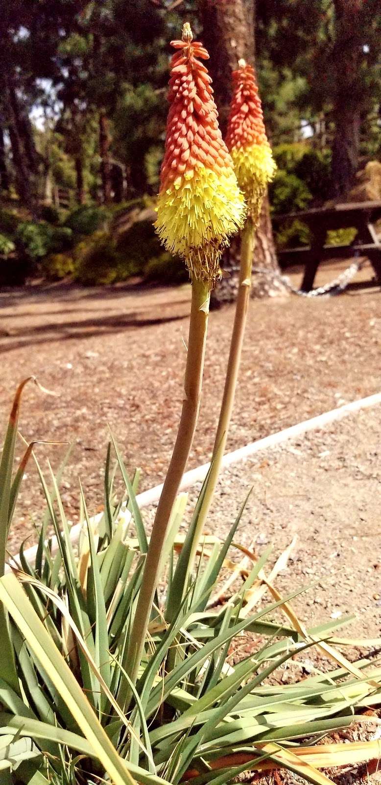 Rice Canyon Demonstration Garden | N Rancho Del Rey Pkwy, Chula Vista, CA 91910