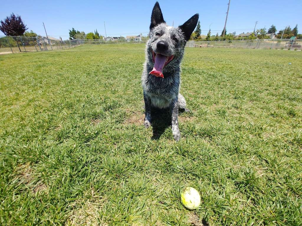 Koda Dog Park No barking | 100 Oxford Dr, Oakley, CA 94561