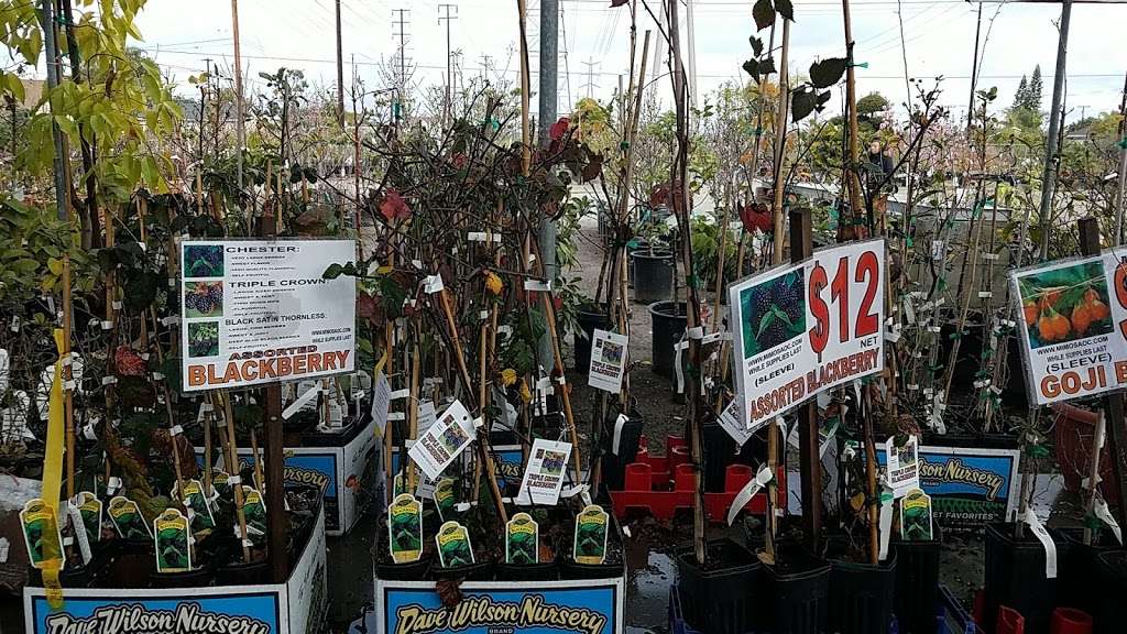 Mimosa Nursery | 2700 Crescent Ave, Anaheim, CA 92801, USA | Phone: (714) 828-0780