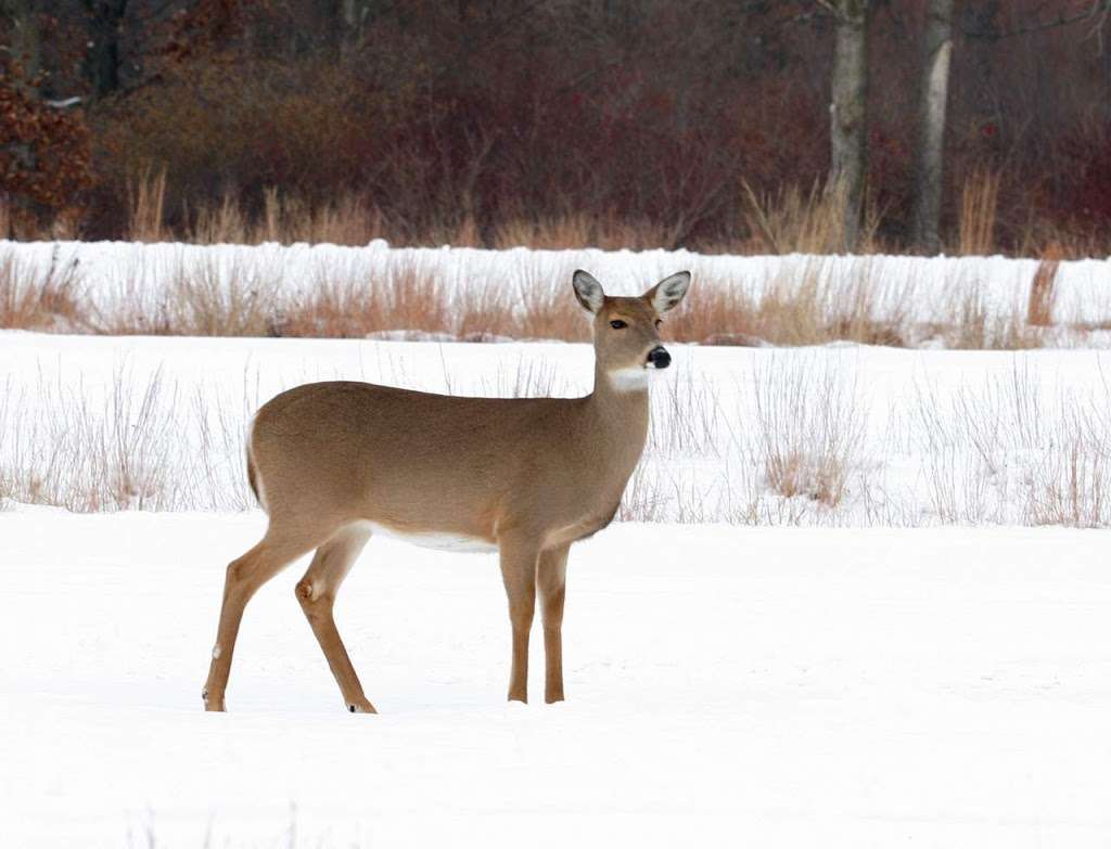 Illinois Beach Nature Preserve | N Sheridan Rd, Waukegan, IL 60087, USA | Phone: (847) 662-4811