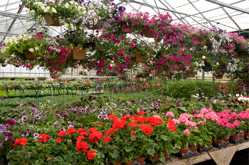 Waukesha Floral & Greenhouse | 319 S Prairie Ave, Waukesha, WI 53186, USA | Phone: (262) 542-8152