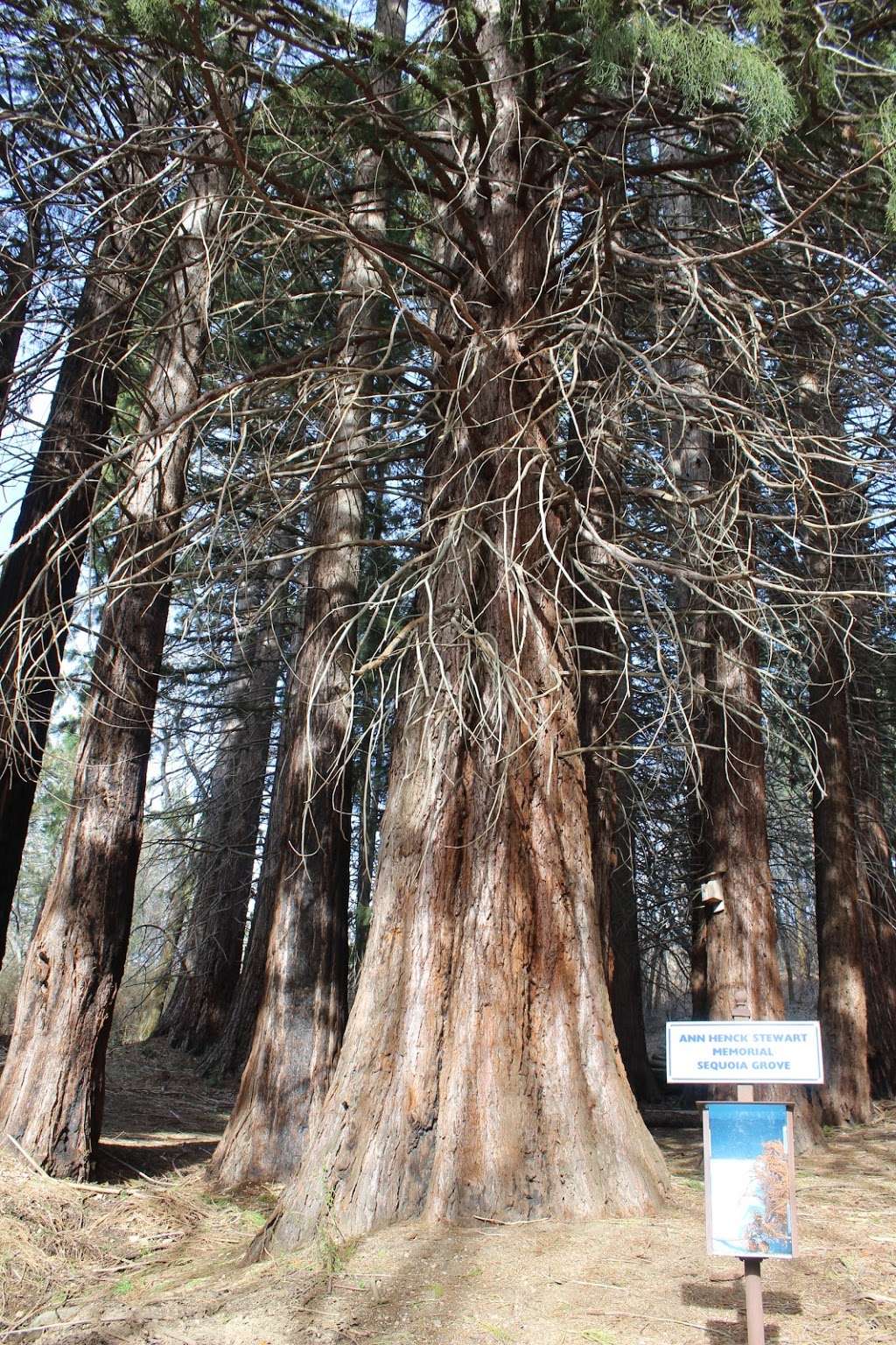 Heaps Peak Arboretum Day Use Area | 29358 Rim of the World Hwy #18, Skyforest, CA 92385, USA | Phone: (909) 382-2790