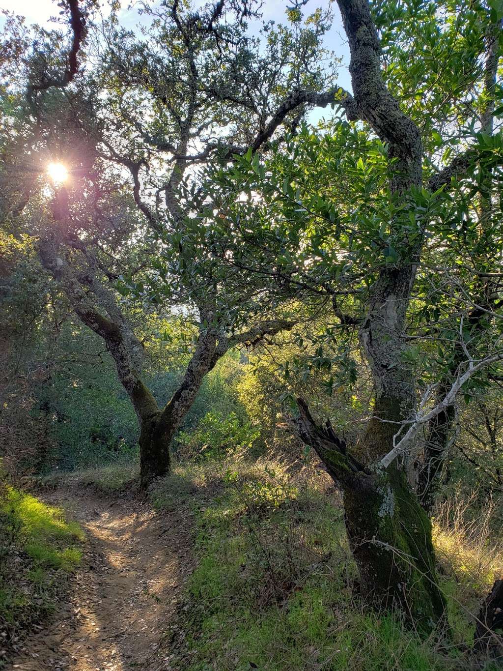 Las Trampas Regional Wilderness | Bollinger Canyon Rd, San Ramon, CA 94583, USA | Phone: (510) 544-3276