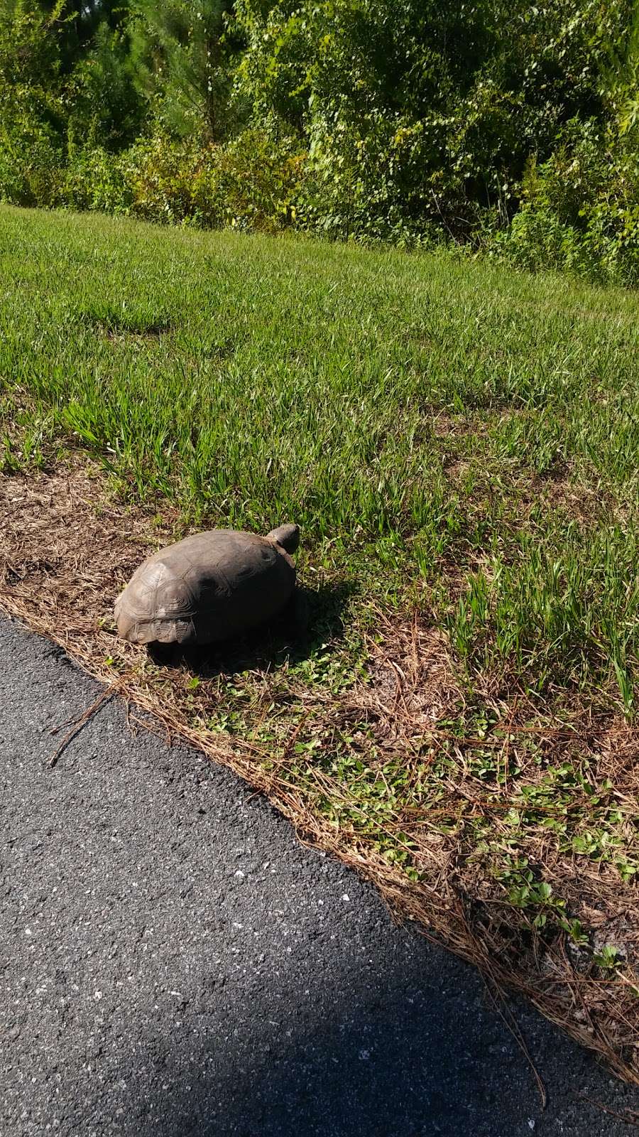 New Smyrna Beach Pedestrian Trail | 230 W Pine Ave, New Smyrna Beach, FL 32168, USA