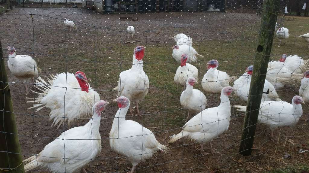 Belwing Turkey Farm | 773 Taunton Ave, Seekonk, MA 02771, USA | Phone: (508) 336-9142