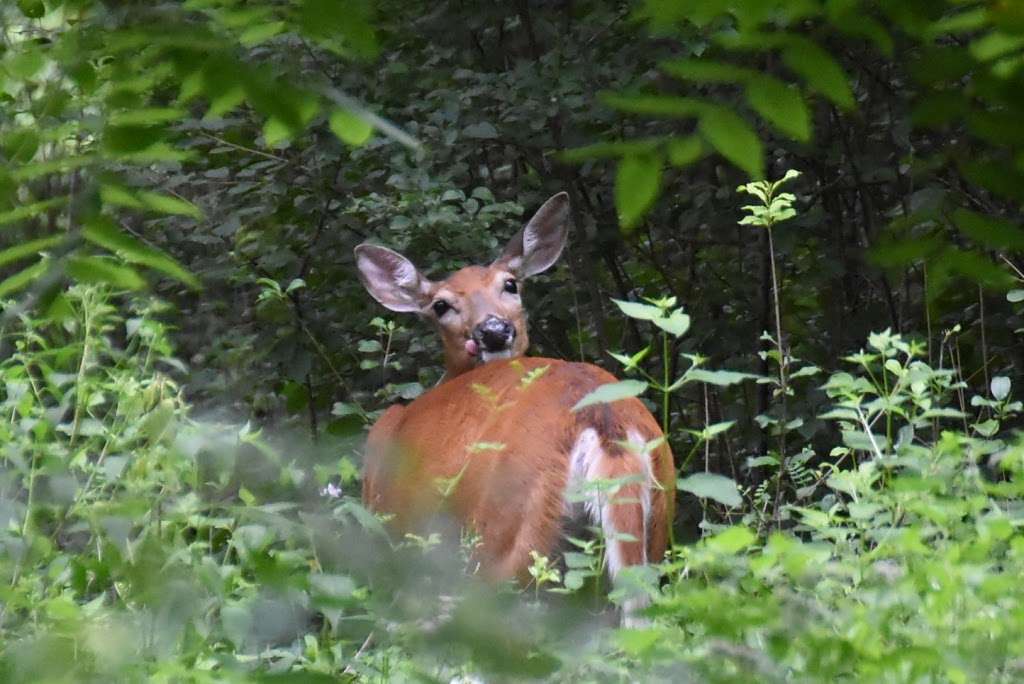 Kettle Moraine State Forest - Southern Unit | Palmyra, WI 53156