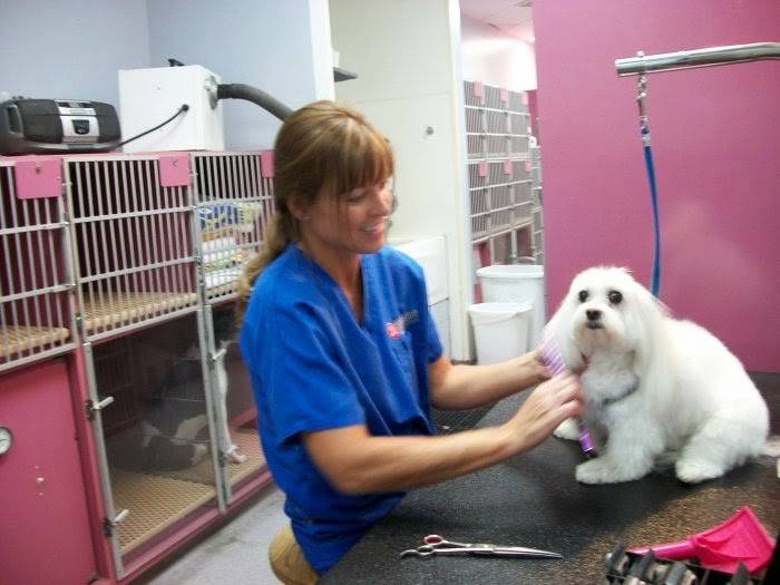 VCA Orchard Animal Hospital | 5930 S Holly St, Greenwood Village, CO 80111, USA | Phone: (303) 689-9500