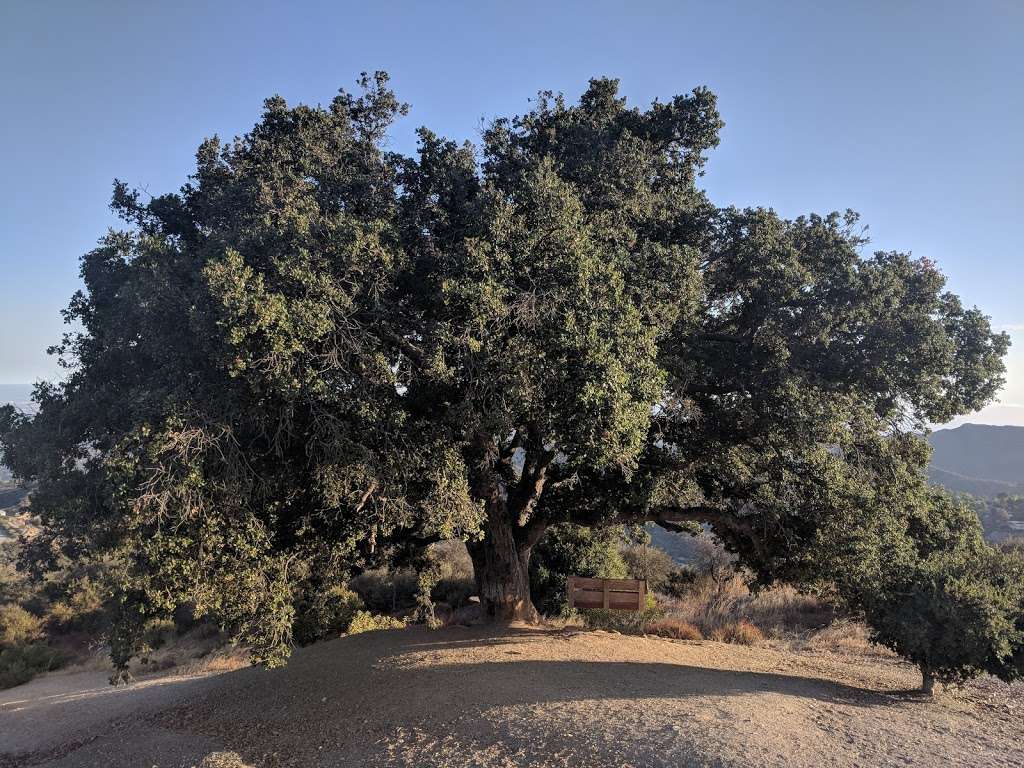 Canyonback Tree Swing | Lower Canyonback Trail, Los Angeles, CA 90049