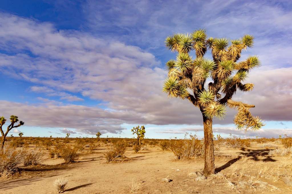 Butte Valley Wildflower Sanctuary | 1 Avenue, 190th street East, Lancaster, CA 93534, USA | Phone: (661) 944-6881