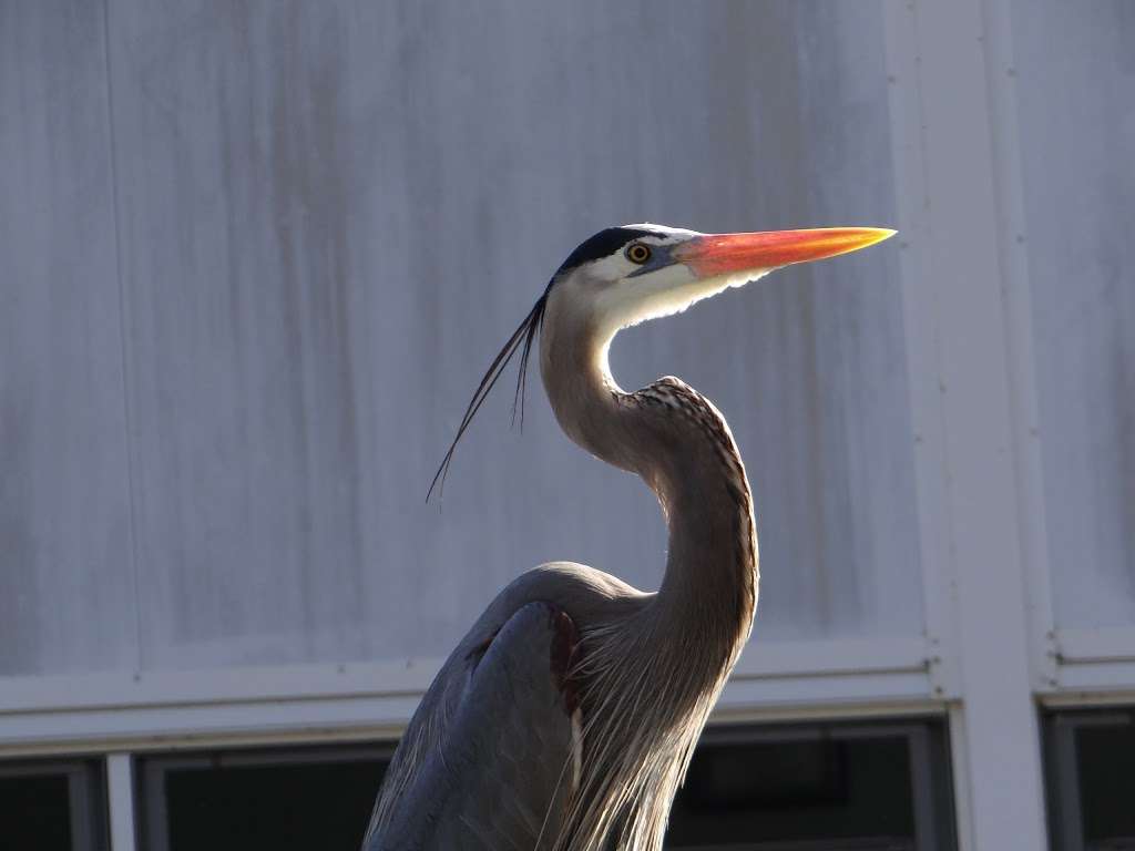 Premier Boat Tours | On the Dock, 100 Alexander St, Mt Dora, FL 32757, USA | Phone: (352) 434-8040