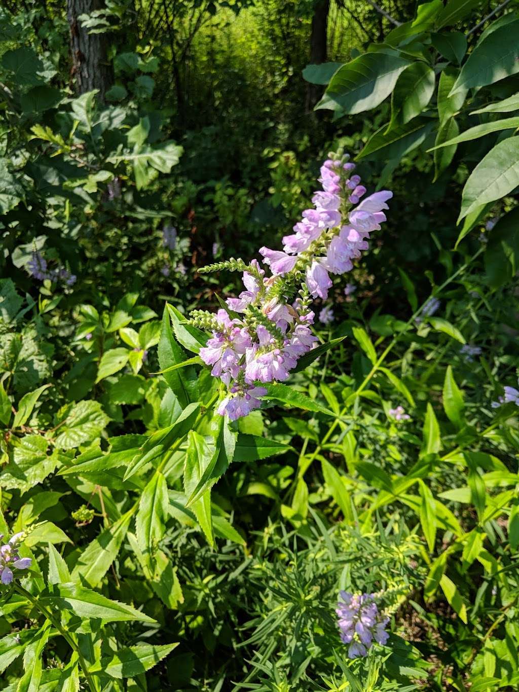 Lake Forest Open Lands: Everett Farm Nature Preserve | 1050 W James Ct S, Lake Forest, IL 60045 | Phone: (847) 234-3880