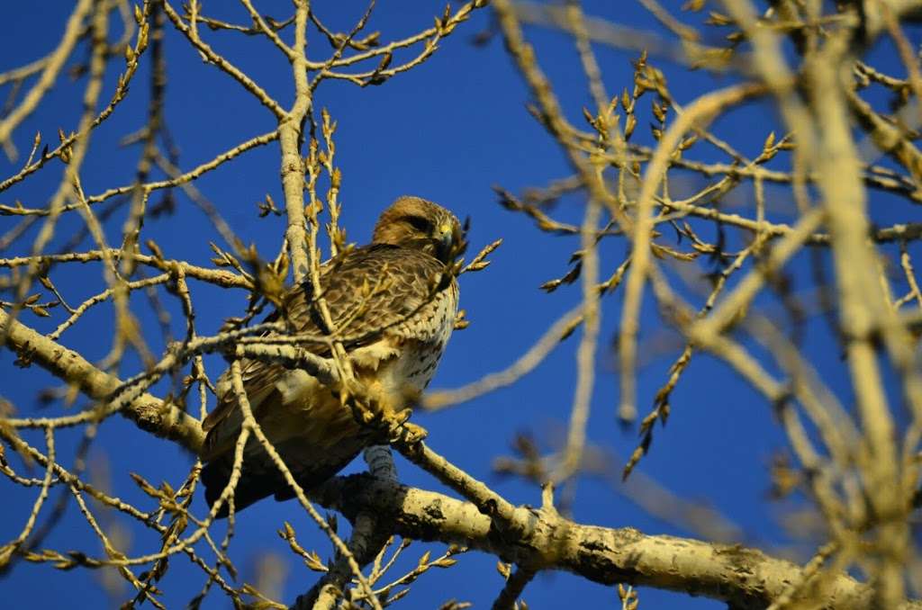 Fossil Creek Reservoir Natural Area | 3340 Carpenter Rd, Fort Collins, CO 80525, USA | Phone: (970) 416-2815