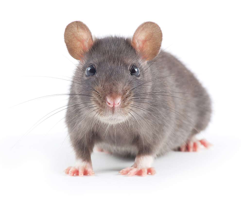 C I D Pest Control | Woodlands, The Drive, Orpington, Chislehurst BR7 6QS, UK | Phone: 01689 822139