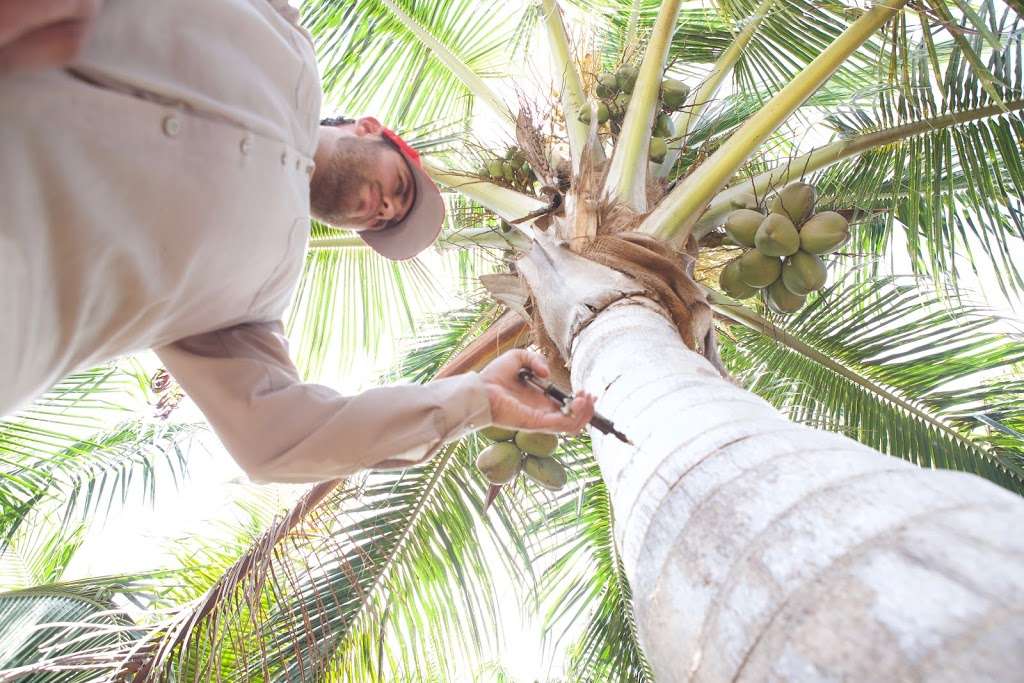 Zimmerman Tree Service | 4660 71st Ct S, Lake Worth, FL 33463 | Phone: (561) 968-1045