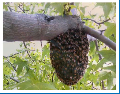 Bee Removal Specialist | 1197 La Gross Way, Chatsworth, CA 91311, USA | Phone: (818) 534-8243