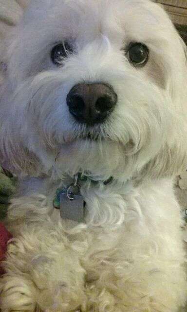 Veterinary Care Center of Goldens Bridge | 15 Anderson Ln, Goldens Bridge, NY 10526, USA | Phone: (914) 232-8800