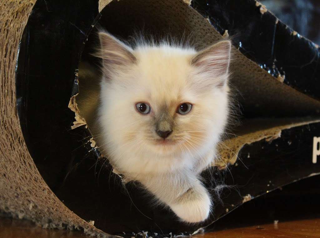 Kansas Ragdolls | 32590 Mission Belleview Rd, Louisburg, KS 66053