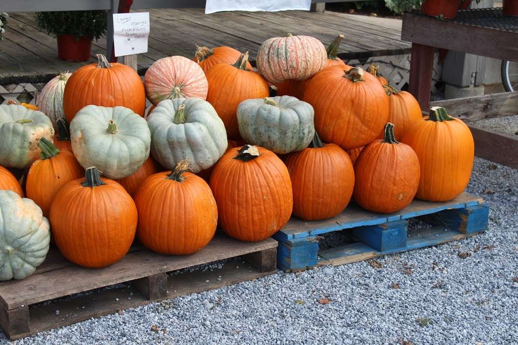 BLUEGATE FARM Homegrown Produce & Homestyle Bakery | 2725 Lincoln Hwy, Ronks, PA 17572, USA | Phone: (717) 617-4310