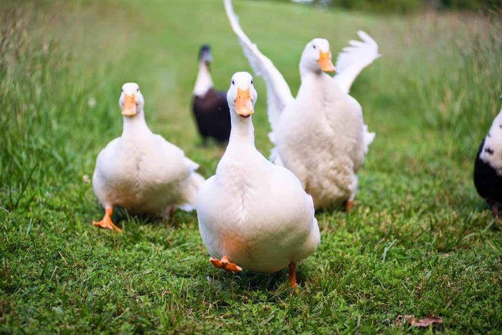 Antietam Overlook Farm | 4812 Porterstown Rd, Keedysville, MD 21756, USA | Phone: (301) 432-4200