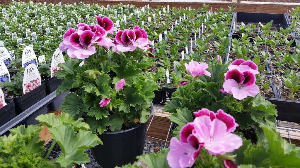 New Blooms Greenhouse | 3360 Strasburg Rd, Parkesburg, PA 19365, USA | Phone: (484) 787-9363