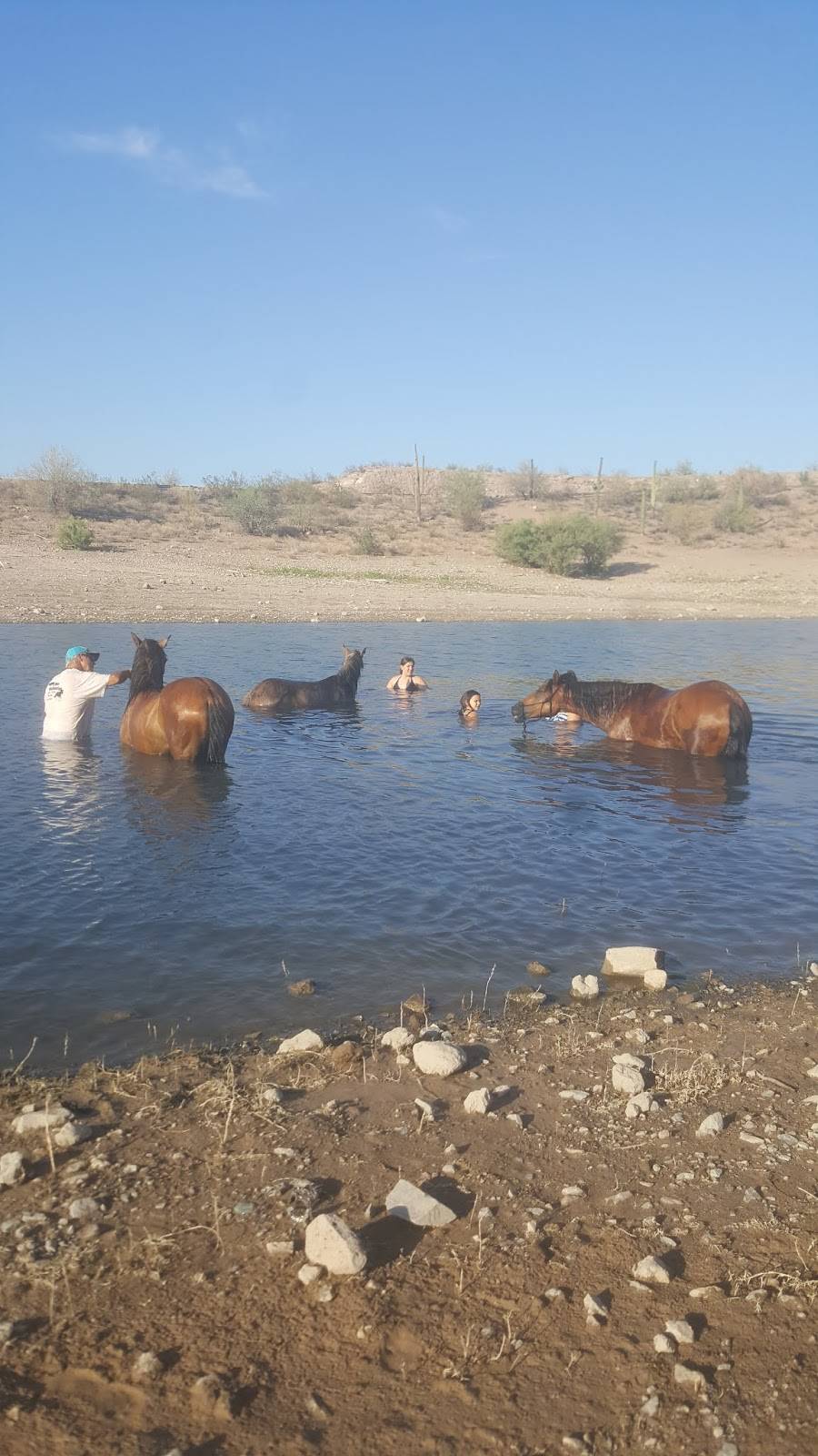 New Beginnings Paso Fino Horse | 29009 N 152nd Dr, Surprise, AZ 85387, USA | Phone: (623) 931-1337