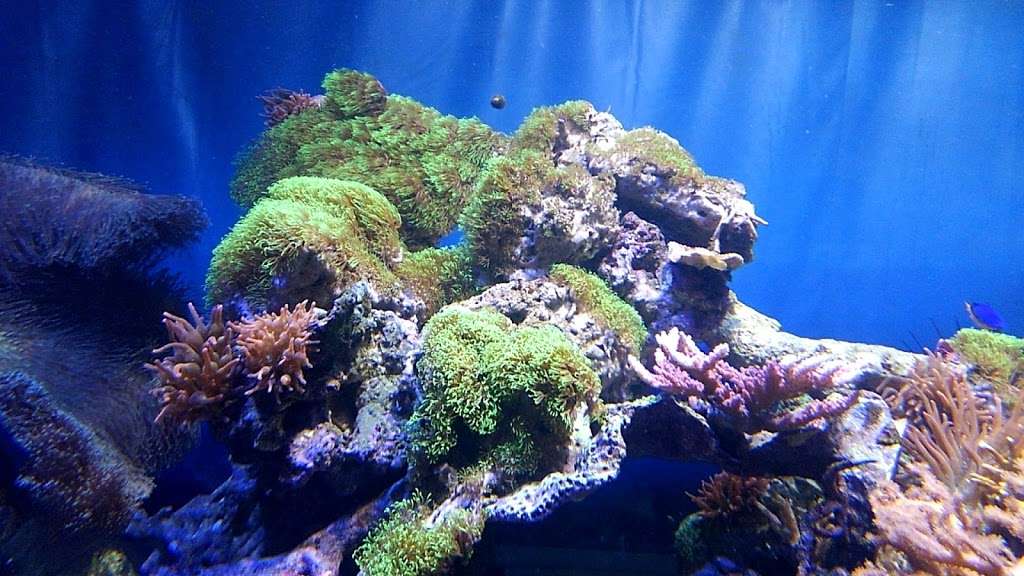 Clean My Aquarium | 60 Bellevale St, Monroe, CT 06468, USA | Phone: (203) 726-4936