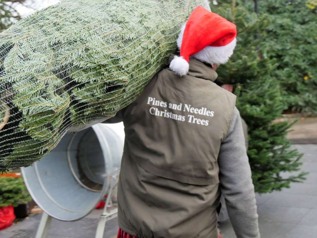 Pines and Needles | KENWOOD HOUSE, Hampstead Lane, Highgate, London NW3 7JR, UK | Phone: 020 3598 4877