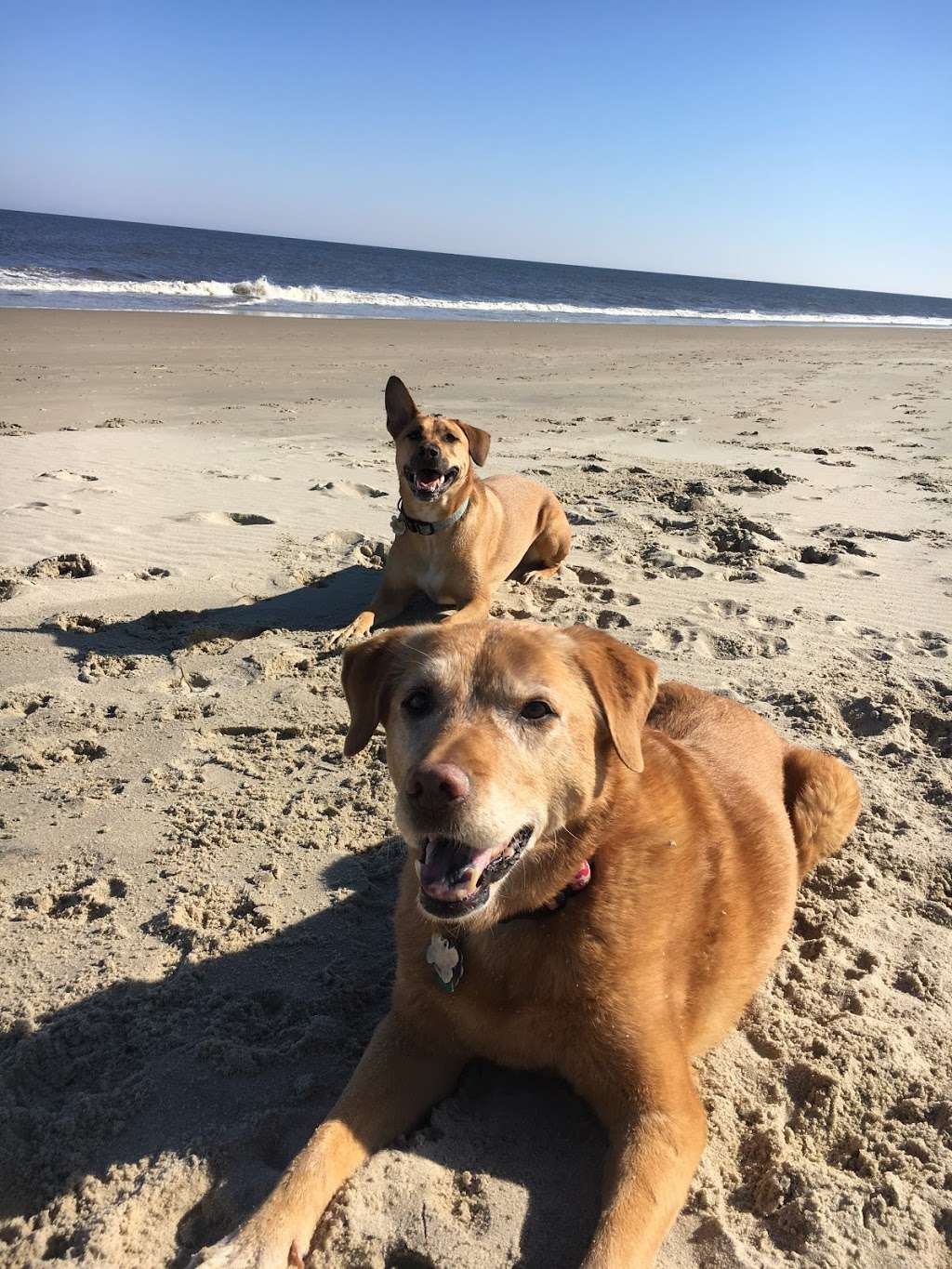 Dewey Getaway Dog Friendly Dewey Beach Vacation Rental | 227 Swedes St, Dewey Beach, DE 19971, USA | Phone: (302) 404-3755