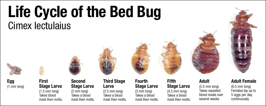 Bed Bug Exterminator 911 | 744 South St, Philadelphia, PA 19147, USA | Phone: (215) 999-2001
