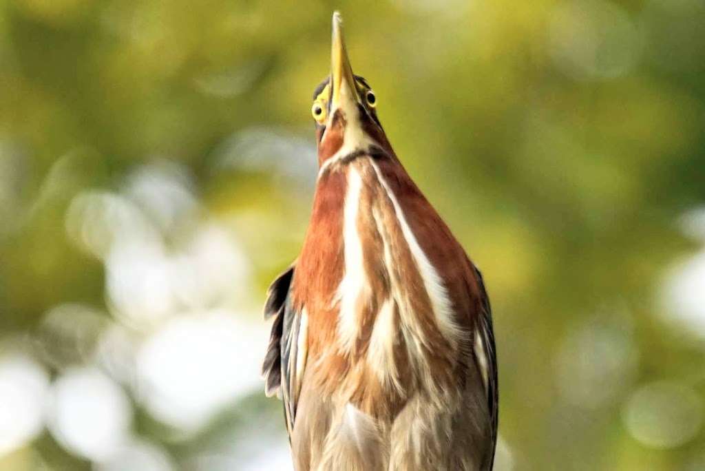 Wildlands Trust - Halfway Pond Conservation Area | Mast Rd, Plymouth, MA 02360, USA | Phone: (781) 934-9018