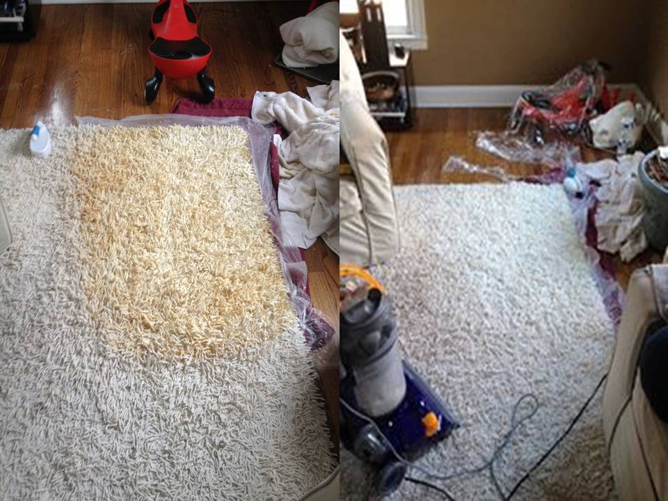 Premier Carpet Cleaning | 5519 NE 49th Ave, Vancouver, WA 98661, USA | Phone: (360) 356-4500