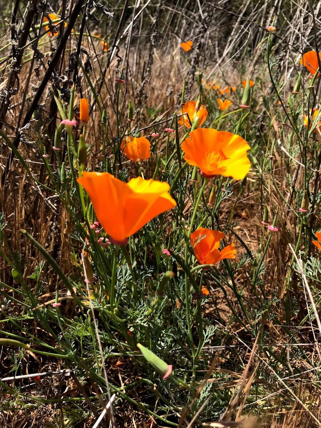 San Diego National Wildlife Refuge Interpretive Loop | 2806-2912 Millar Ranch Rd, Spring Valley, CA 91978 | Phone: (619) 468-9245