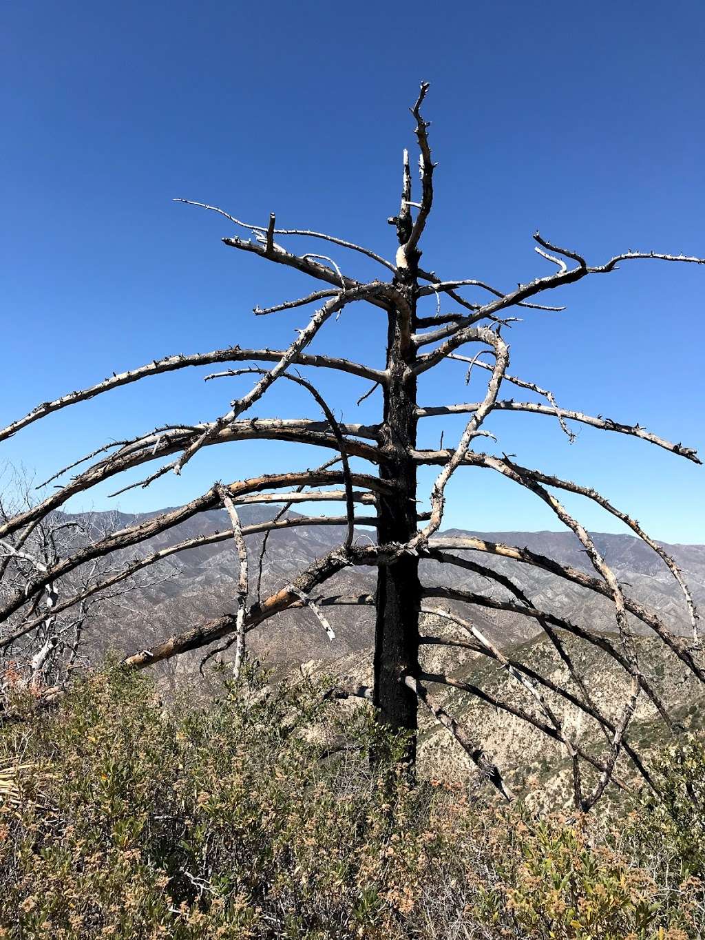 Strawberry saddle trail | Strawberry Saddle Trail, Palmdale, CA 93550