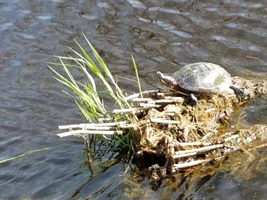 Northwest River Natural Area Preserve | VA-168, Chesapeake, VA 23322, USA | Phone: (757) 925-2318