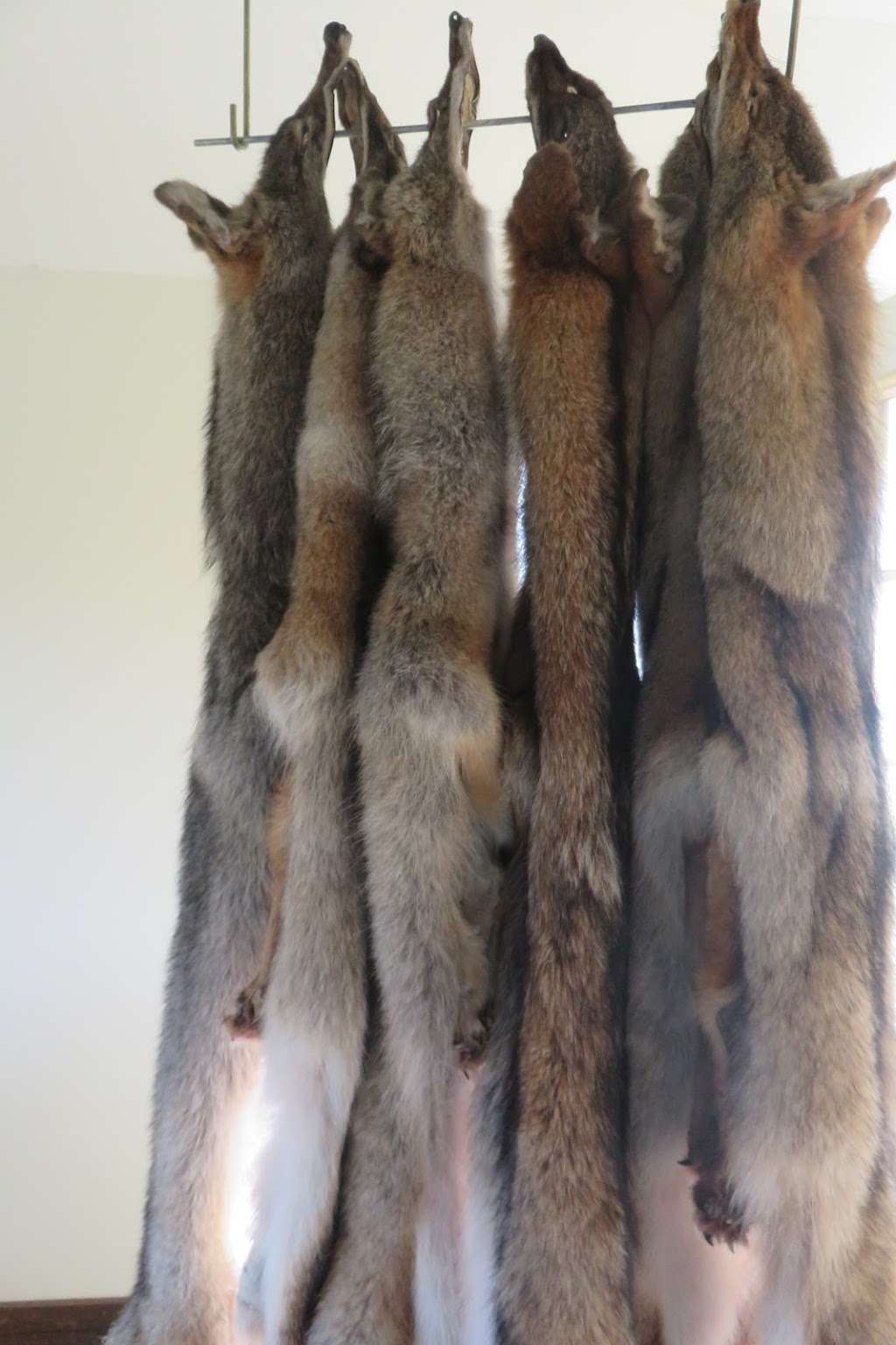 Little Mountain Furs | 151 Meckville Rd, Myerstown, PA 17067, USA | Phone: (717) 821-9704